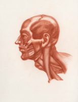 Anatomical Study, Head Study 2